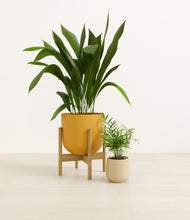 Lade das Bild in den Galerie-Viewer, Tiger Lily stand:one_stand
