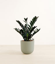 Lade das Bild in den Galerie-Viewer, Sage Green*****Profile
