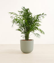 Load image into Gallery viewer, Sage Green*****Profile
