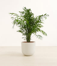 Load image into Gallery viewer, Natural Bamboo*****Profile
