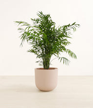 Load image into Gallery viewer, Sandy Pink*****Profile
