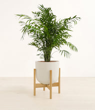Load image into Gallery viewer, Natural Bamboo stand:bamboo
