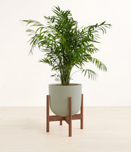 Load image into Gallery viewer, Sage Green stand:walnut
