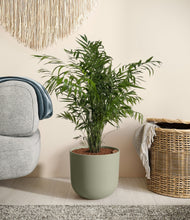 Load image into Gallery viewer, Sage Green
