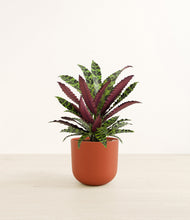Load image into Gallery viewer, Earth Red*****Profile
