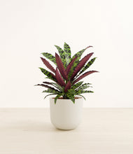 Load image into Gallery viewer, Natural Bamboo*****Profile
