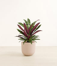 Load image into Gallery viewer, Sandy Pink*****Profile
