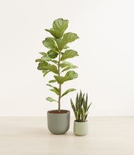 Load image into Gallery viewer, Evergreen*****Profile
