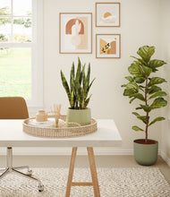Load image into Gallery viewer, Evergreen
