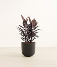 Load image into Gallery viewer, Stone Black*****Profile
