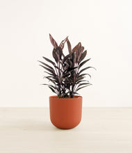 Load image into Gallery viewer, Earth Red*****Profile
