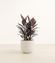 Load image into Gallery viewer, Natural Bamboo*****Profile
