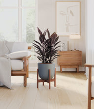 Load image into Gallery viewer, Iron Gray stand:walnut
