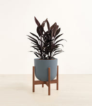 Load image into Gallery viewer, Iron Gray stand:walnut
