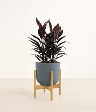 Load image into Gallery viewer, Iron Gray stand:bamboo
