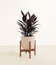 Load image into Gallery viewer, Sandy Pink stand:walnut
