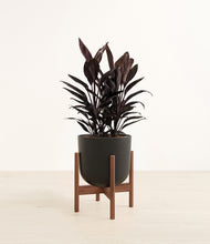 Load image into Gallery viewer, Stone Black stand:walnut
