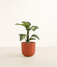 Load image into Gallery viewer, Earth Red*****Profile
