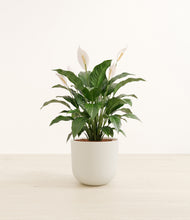 Load image into Gallery viewer, Natural Bamboo*****Profile
