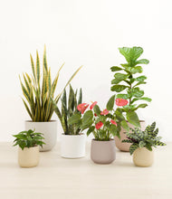 Load image into Gallery viewer, Misty Morning*****Profile
