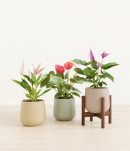 Load image into Gallery viewer, Earthy stand:one_stand
