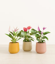 Load image into Gallery viewer, Evening Sky
