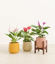 Load image into Gallery viewer, Evening Sky stand:one_stand
