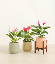 Load image into Gallery viewer, Lily Pad stand:one_stand
