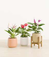 Load image into Gallery viewer, Sandy stand:one_stand
