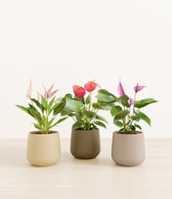 Load image into Gallery viewer, Woodland
