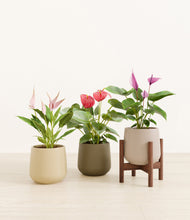 Load image into Gallery viewer, Woodland stand:one_stand
