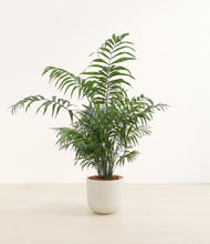 Lade das Bild in den Galerie-Viewer, Natural Bamboo*****Profile
