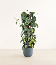 Load image into Gallery viewer, Iron Gray*****Profile
