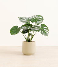 Lade das Bild in den Galerie-Viewer, Almond Green*****Profile
