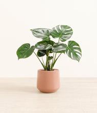 Lade das Bild in den Galerie-Viewer, Calm Rose*****Profile
