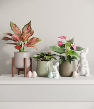 Load image into Gallery viewer, Earthy stand:one_stand
