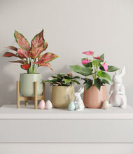 Load image into Gallery viewer, Lily Pad stand:one_stand
