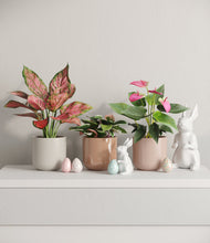 Load image into Gallery viewer, Peach Blossom
