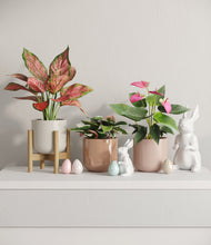 Load image into Gallery viewer, Peach Blossom stand:one_stand
