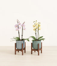 Load image into Gallery viewer, Frosted Meadow stand:two_stands
