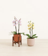 Load image into Gallery viewer, Terracotta Glow stand:one_stand
