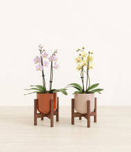Load image into Gallery viewer, Terracotta Glow stand:two_stands
