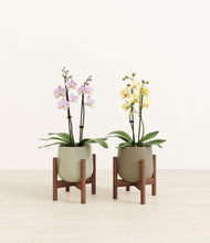 Load image into Gallery viewer, Woodland Hues stand:two_stands
