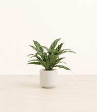 Load image into Gallery viewer, Cotton White*****Profile

