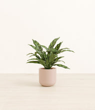 Load image into Gallery viewer, Sandy Pink*****Profile
