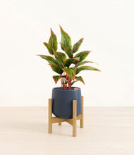Load image into Gallery viewer, Deep Navy stand:bamboo
