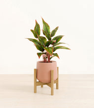 Load image into Gallery viewer, Calm Rose stand:bamboo
