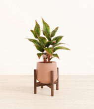 Load image into Gallery viewer, Calm Rose stand:walnut
