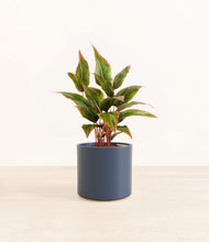 Load image into Gallery viewer, Deep Navy*****Profile
