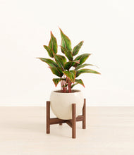Load image into Gallery viewer, Shiny EggWhite stand:walnut
